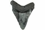 Bargain, Fossil Megalodon Tooth - South Carolina #221738-2
